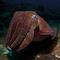 Cuttlefish